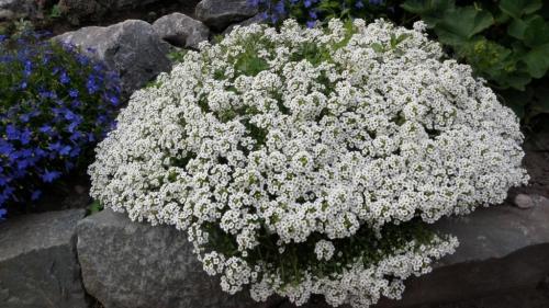 Все будет пахнуть цветами. Предложения со словосочетанием «цветы пахнут» 19 Все будет пахнуть цветами. Предложения со словосочетанием «цветы пахнут» 19