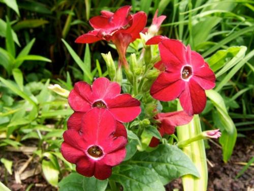 Цветы, которые пахнут медом. Какие ароматные цветы стоит посадить в своем саду?