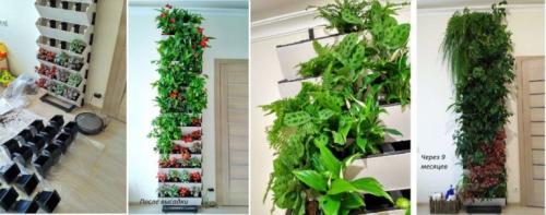 Стена из цветов в горшках. Фитостены с растениями в горшках