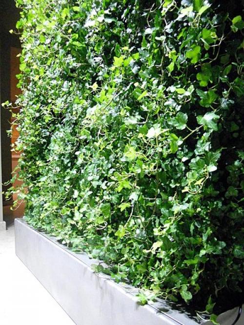 Живая стена своими руками. Вертикальные клумбы
