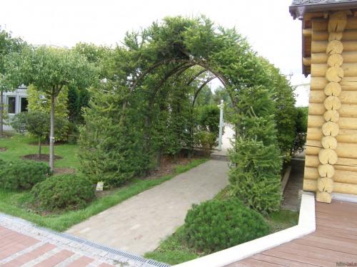 Вертикальное озеленение в ландшафтном дизайне. Вертикальное озеленение —, какие растения и цветы подобрать для оформления участка своими руками (115 фото)