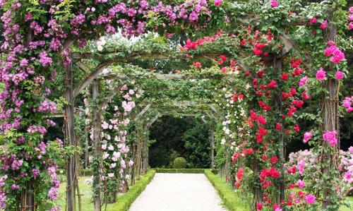 Вертикальное озеленение на улице. Вертикальное озеленение сада