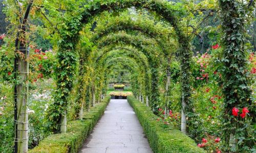 Вертикальное озеленение на улице. Вертикальное озеленение сада