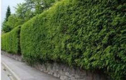 Ящики для вертикального озеленения. Разновидности вертикального озеленения