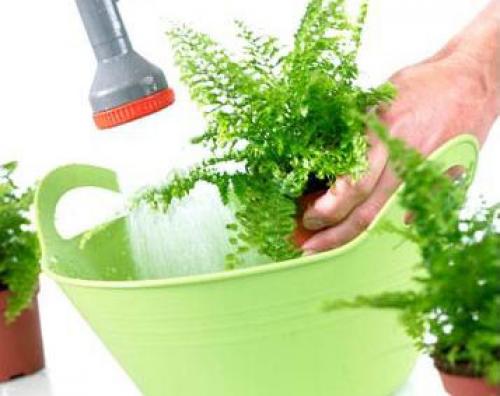 Лайфхак, как поливать цветы в отпуске. Садовник в отпуске... Как обеспечить полив комнатных растений в ваше отсутствие