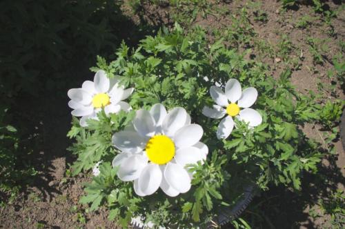 Поделки из пластиковых бутылок: пошаговые мастер-классы и лучшие идеи для хэндмейда (100+ фото) 33