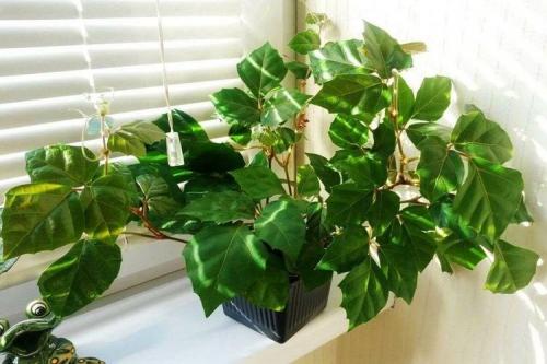 Домашние цветы на подоконнике. Комнатные цветы: фото и названия (каталог)