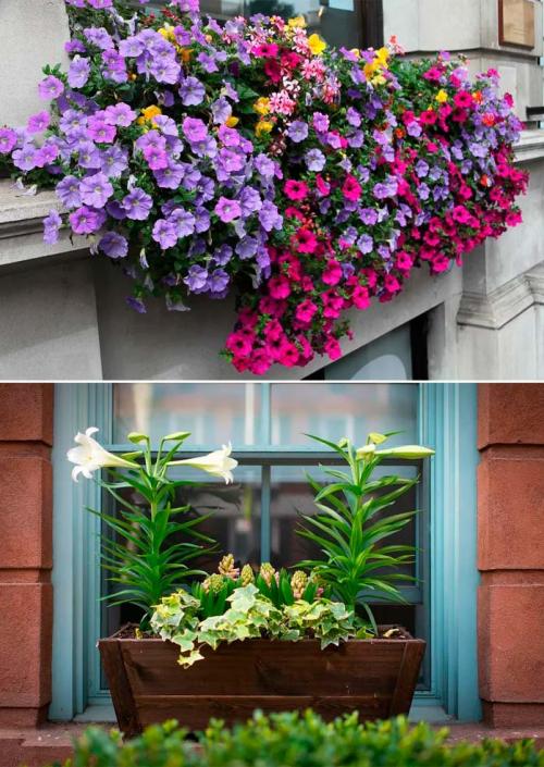 Как украсить подоконник с улицы. Цветы за окном: как украсить дом снаружи