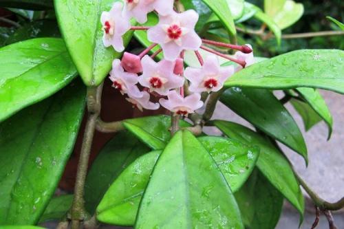 Домашние цветы на подоконнике. Комнатные цветы: фото и названия (каталог)