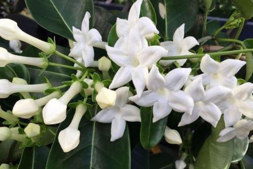 Домашние цветы на подоконнике. Комнатные цветы: фото и названия (каталог)