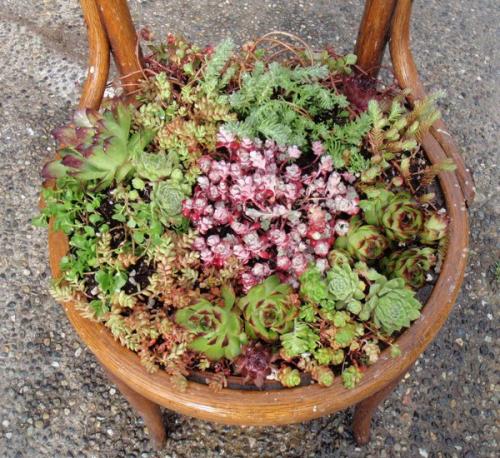 Как сделать клумбу своими руками из старых стульев. 50 идей для садовых цветов и комнатных растений .