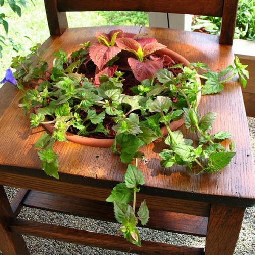 Как сделать клумбу своими руками из старых стульев. 50 идей для садовых цветов и комнатных растений .