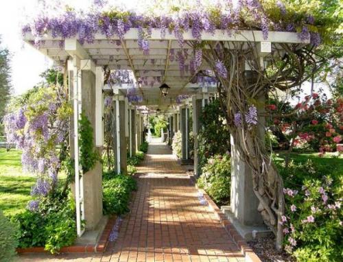 Какие типы дерева используются для изготовления пергол и арк. Какие бывают