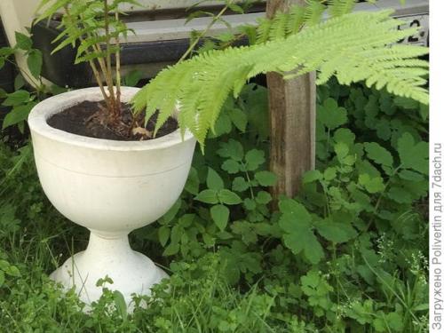 Чем обработать гипсовое кашпо. Вазон из гипса своими руками