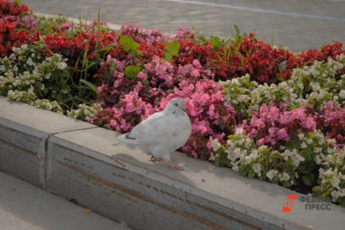 Как правильно ухаживать за клумбой возле дома. Превращаем двор в оазис: как сделать клумбу возле дома своими руками