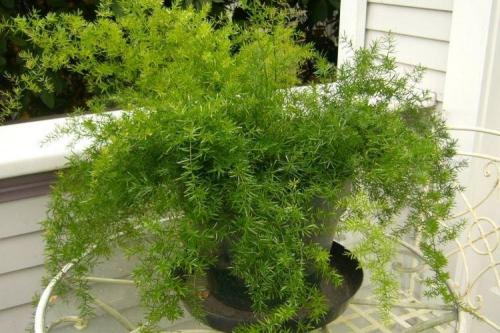 Цветы на подоконнике названия. Комнатные растения: фото и названия (каталог)