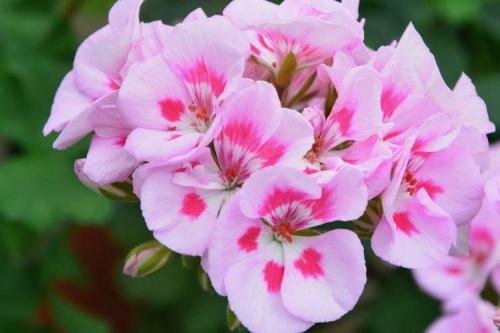 Цветы на подоконнике названия. Комнатные растения: фото и названия (каталог)