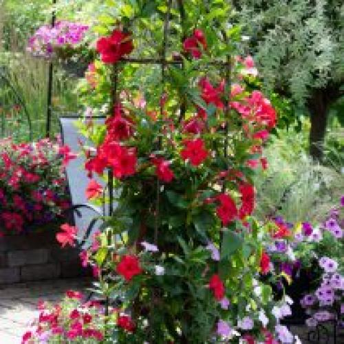 Какие материалы можно использовать для создания вертикальных клумб. Выращивание растений на опорах и у стен