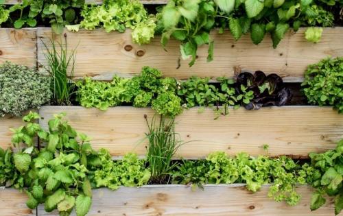 Как обеспечить достаточное количество света для растений в вертикальной клумбе. Преимущества вертикального садоводства в теплицах