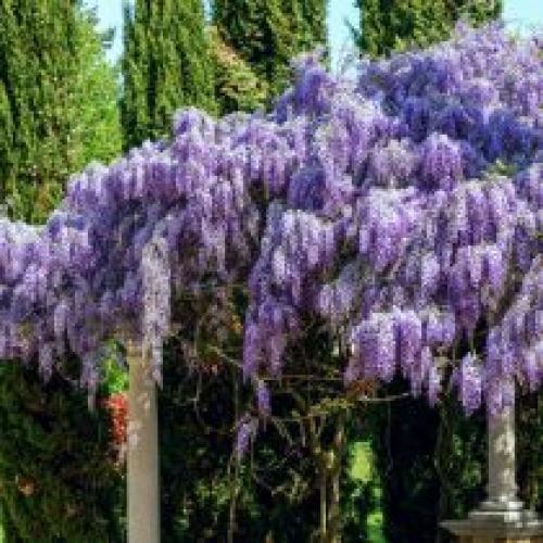 Какие материалы можно использовать для создания вертикальных клумб. Выращивание растений на опорах и у стен