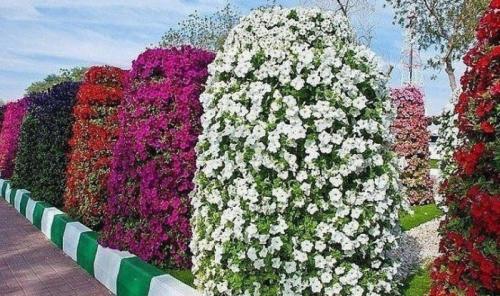 Как создать вертикальную клумбу своими руками. Характерные особенности вертикального озеленения