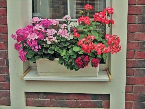 Цветы на пластиковом окне. Ящики для выращивания цветов за окном