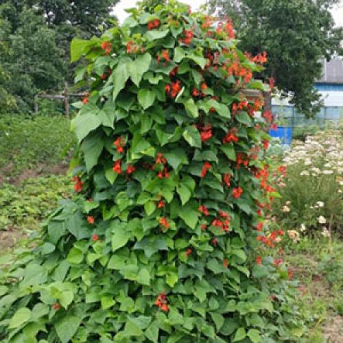 Создание вертикальных клумб из подручных материалов: идеи и рекомендации 02