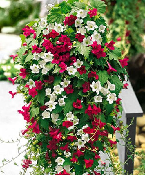 Создание вертикальных клумб из подручных материалов: идеи и рекомендации 01