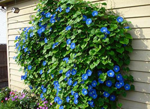 Создание вертикальных клумб из подручных материалов: идеи и рекомендации 05