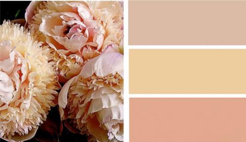 Покраска стен абрикосовый цвет. Абрикосовый 04