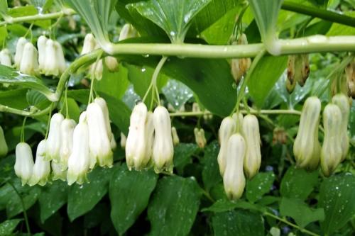 Цветы для клумбы. 