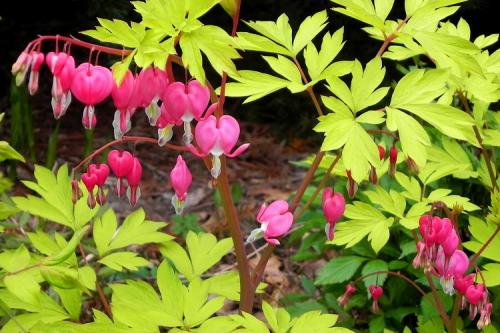 Цветы для клумбы. 