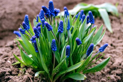 Цветы для клумбы. 