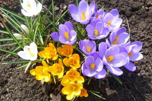 Цветы для клумбы. 