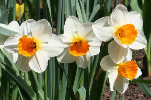 Цветы для клумбы. 