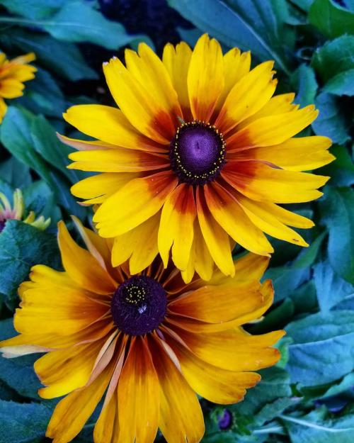 Многолетники для красивой клумбы. Подбор растений 06