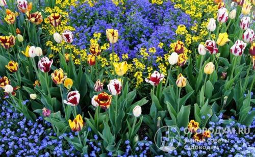 Красивые цветники и клумбы своими руками. Подбор растений