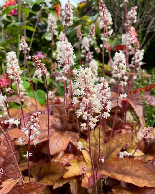 Многолетники для красивой клумбы. Подбор растений 03