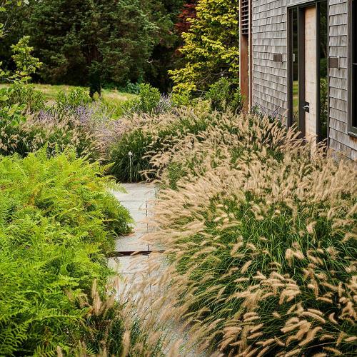 Многолетники для красивой клумбы. Подбор растений 05