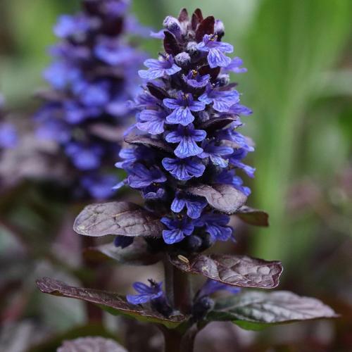 Многолетники для красивой клумбы. Подбор растений 11