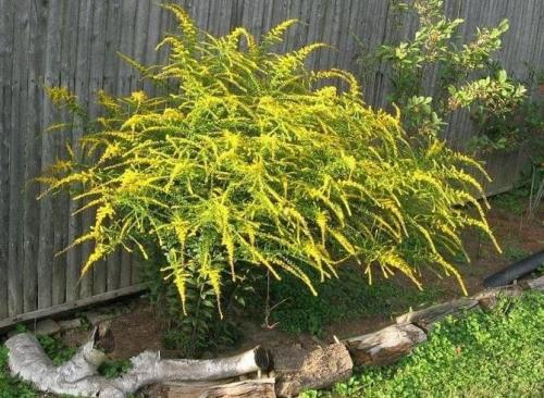 Какие цветы посадить вдоль забора, чтобы цвели все лето