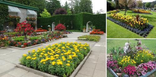 Цветники и красивые клумбы на даче своими руками. Цветники и клумбы на даче (фото)