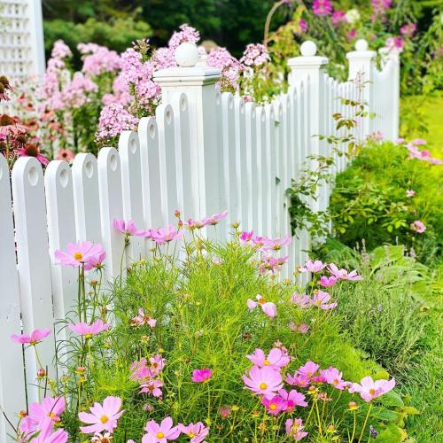 Многолетники для красивой клумбы. Подбор растений 02