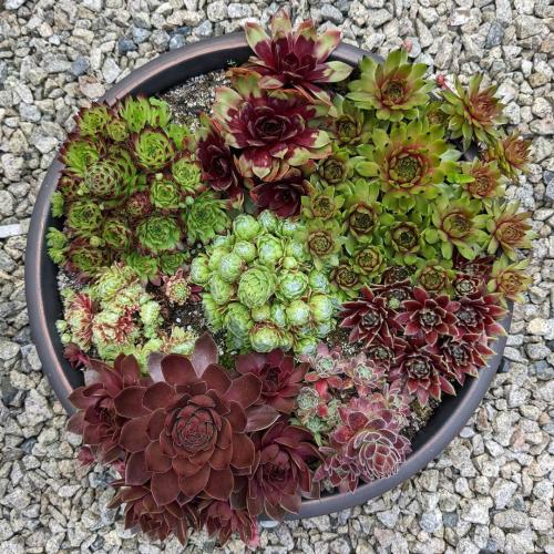 Многолетники для красивой клумбы. Подбор растений 10