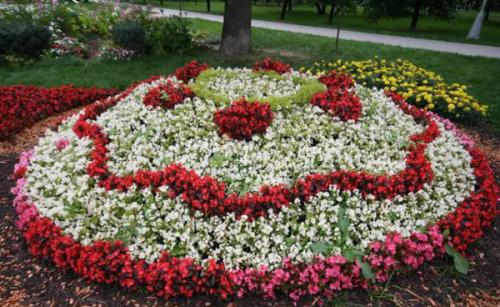 Цветы для клумбы. Однолетники или многолетники — критерии выбора