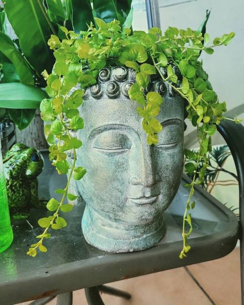 Многолетники для красивой клумбы. Подбор растений 04