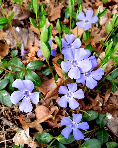 Многолетники для красивой клумбы. Подбор растений 08