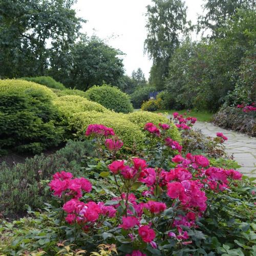 Многолетники для красивой клумбы. Подбор растений 09