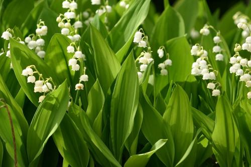 Многолетние цветы для дачи. 50 самых неприхотливых цветов для дачи: многолетники и однолетние для ленивых и работяг