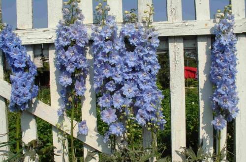 Какие цветы посадить вдоль забора, чтобы цвели все лето